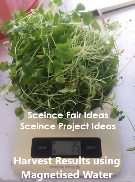 science fair ideas, science project ideas, science fair projects for high school, plant experiments, how plants grow, easy science fair projects, good science fair projects, science fair experiments, science fair topics, science fair ideas for 8th graders, high school science projects, science fair questions, science fair projects ideas for 8th grade, school project ideas, science fair project ideas, magnetic water treatment, good science fair ideas, science fair projects for high school working model, science expo ideas, plant magnets, science fair model, science fair projects for high school working model, science exhibition ideas, science exhibition project, growing plants with magnets, the effect of magnets on plant growth project, science project magnetic field and plant growth 